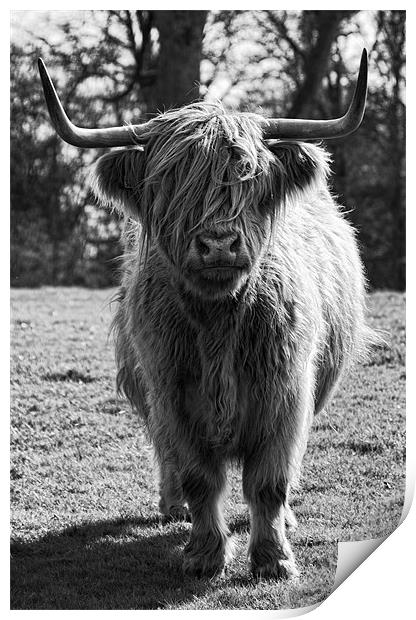 Hamish the Highland Cow Print by Fraser Hetherington