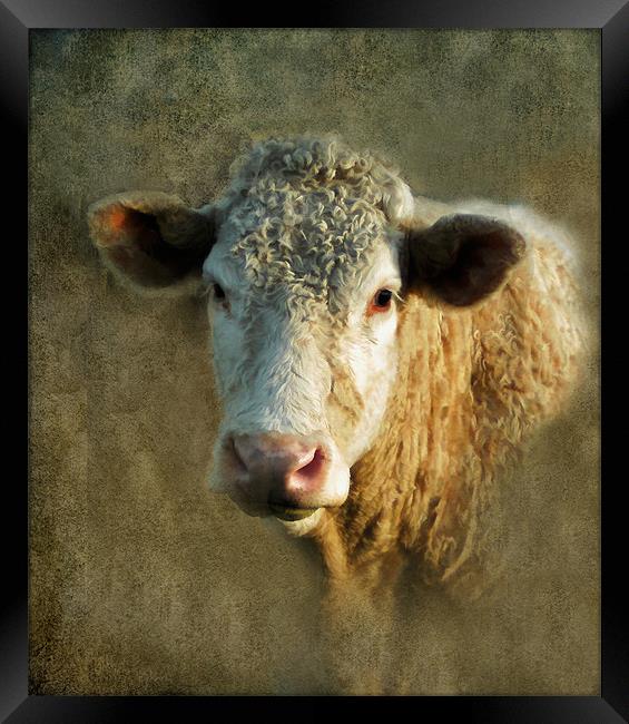 Young Bull Framed Print by Debra Kelday