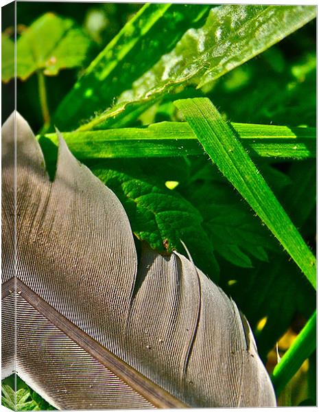 Feather & Grass Canvas Print by Caroline Williams