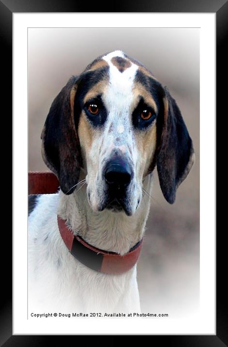 Hound 2 Framed Mounted Print by Doug McRae