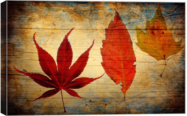 Autumn Leaves Canvas Print by Chris Manfield