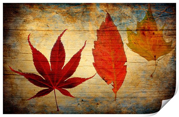 Autumn Leaves Print by Chris Manfield