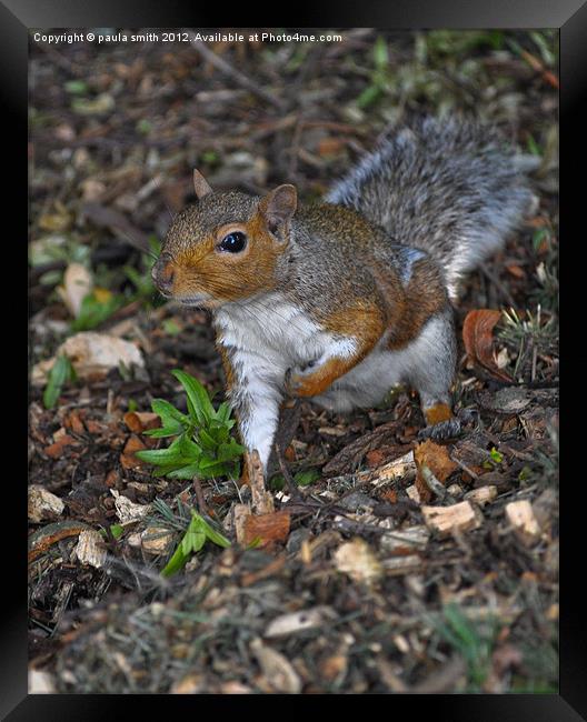 Touch Down Framed Print by paula smith