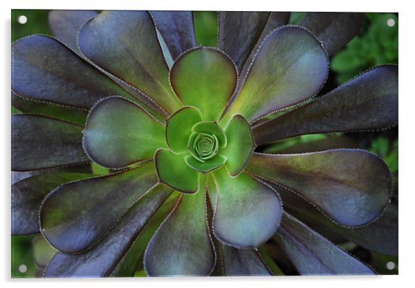 Flower Cactus Acrylic by Lisa Shotton
