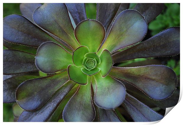 Flower Cactus Print by Lisa Shotton