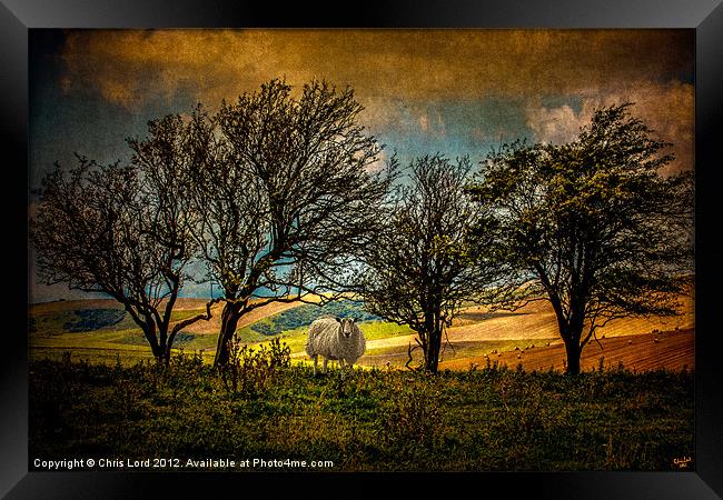 Up on the Downs Framed Print by Chris Lord