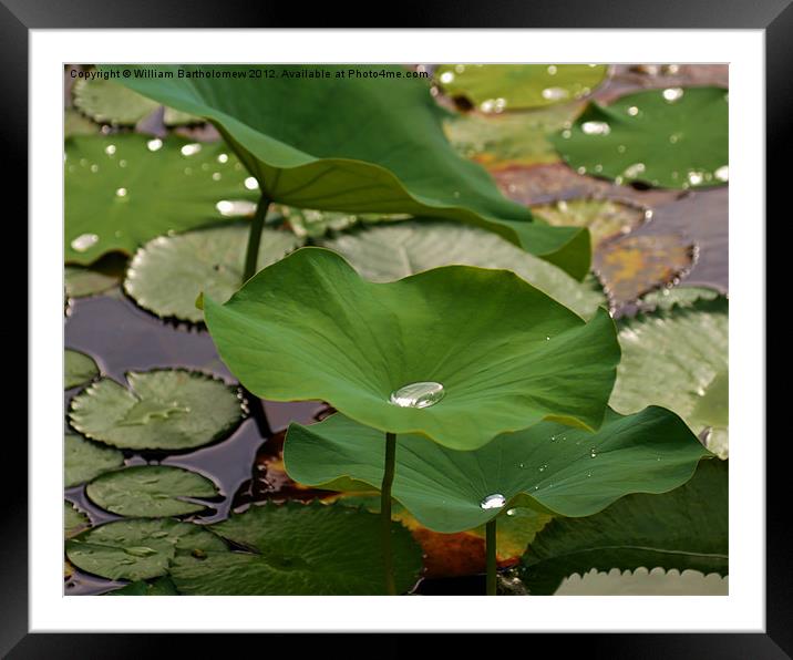 Lily Beads Framed Mounted Print by Beach Bum Pics