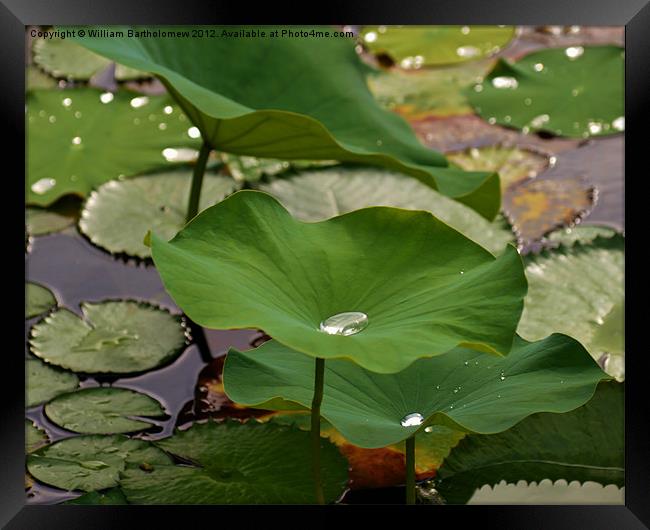 Lily Beads Framed Print by Beach Bum Pics