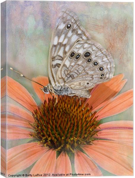 Hackberry Emperor Butterfly Canvas Print by Betty LaRue