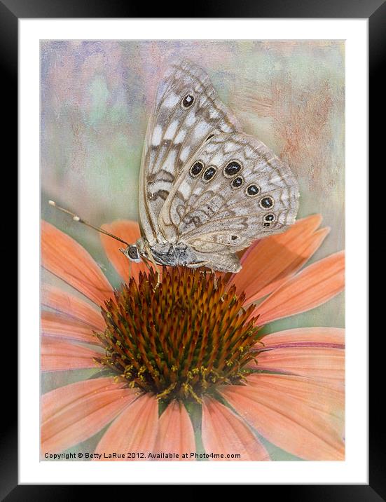 Hackberry Emperor Butterfly Framed Mounted Print by Betty LaRue