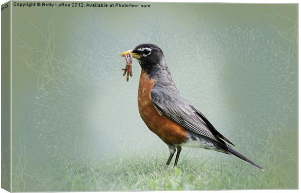 American Robin with Worms Canvas Print by Betty LaRue