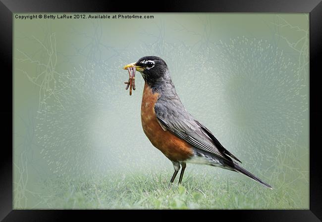 American Robin with Worms Framed Print by Betty LaRue