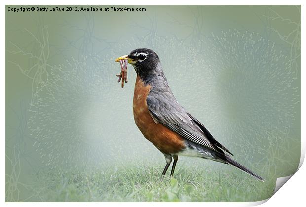 American Robin with Worms Print by Betty LaRue