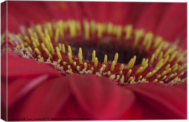 Stamens on a Pink Gerbera Daisy Canvas Print by Zoe Ferrie