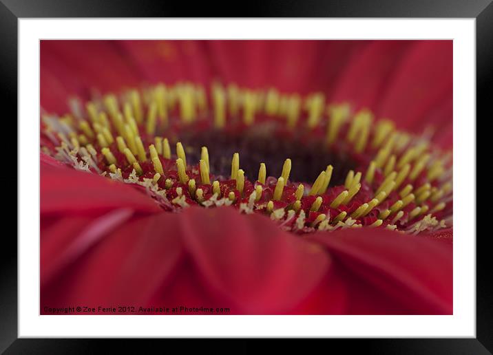Stamens on a Pink Gerbera Daisy Framed Mounted Print by Zoe Ferrie