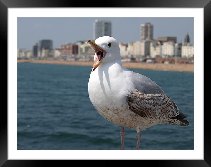 seaside seagull in brighton Framed Mounted Print by laura@ Artfunk