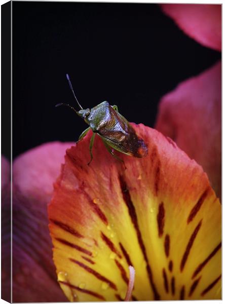 SHIELDBUG Canvas Print by Anthony R Dudley (LRPS)