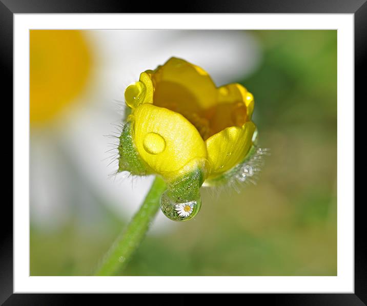 Buttercup and Daisy Rain Reflections Framed Mounted Print by Diana Mower