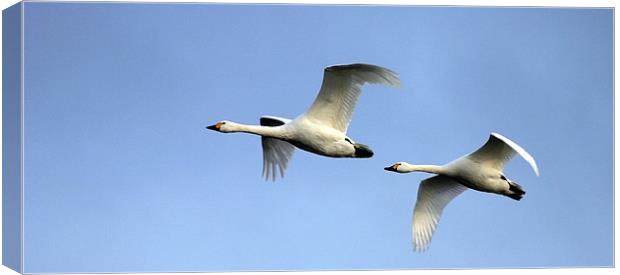 BEWICK SWANS Canvas Print by Anthony R Dudley (LRPS)