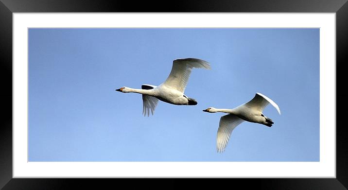 BEWICK SWANS Framed Mounted Print by Anthony R Dudley (LRPS)