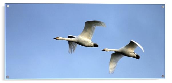 BEWICK SWANS Acrylic by Anthony R Dudley (LRPS)