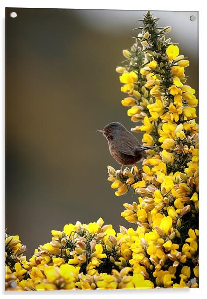 DARTFORD WARBLER Acrylic by Anthony R Dudley (LRPS)