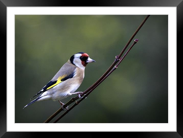 GOLDFINCH Framed Mounted Print by Anthony R Dudley (LRPS)