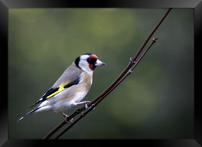 GOLDFINCH Framed Print by Anthony R Dudley (LRPS)