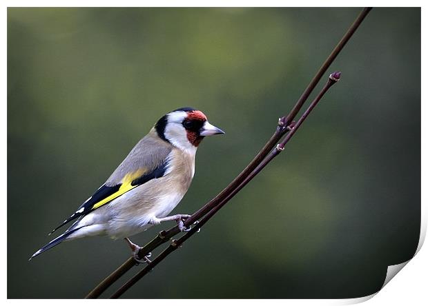 GOLDFINCH Print by Anthony R Dudley (LRPS)