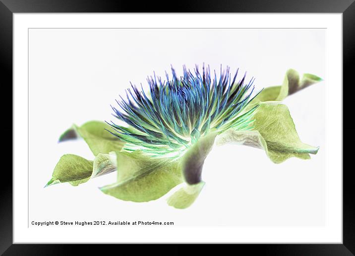 Clematis flower inverted colours Framed Mounted Print by Steve Hughes