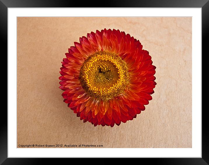 Helicrysum flower Framed Mounted Print by Robert Gipson