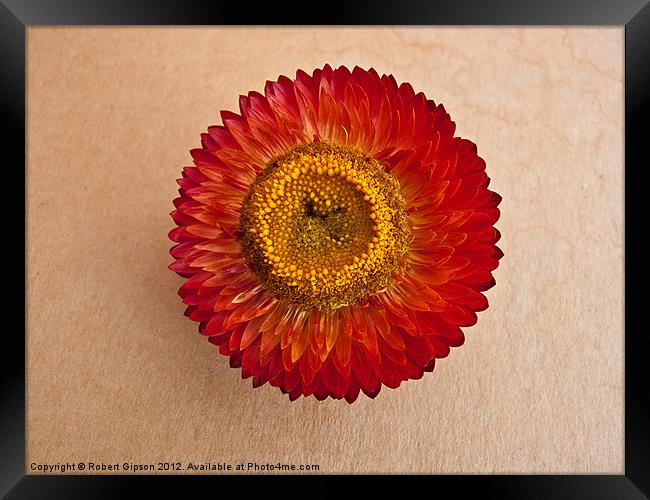 Helicrysum flower Framed Print by Robert Gipson