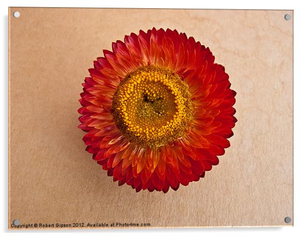 Helicrysum flower Acrylic by Robert Gipson