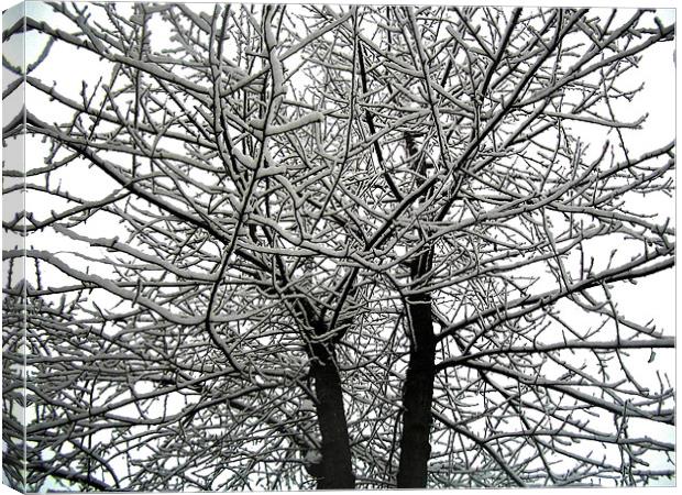Snow on tree branches  Canvas Print by Lisa Shotton