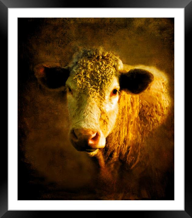 Young Bull.. Framed Mounted Print by Debra Kelday