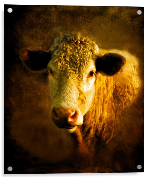 Young Bull.. Acrylic by Debra Kelday