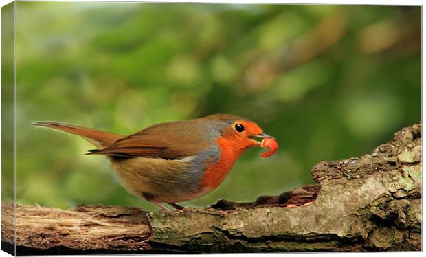 Hungry Robin Canvas Print by Debbie Metcalfe