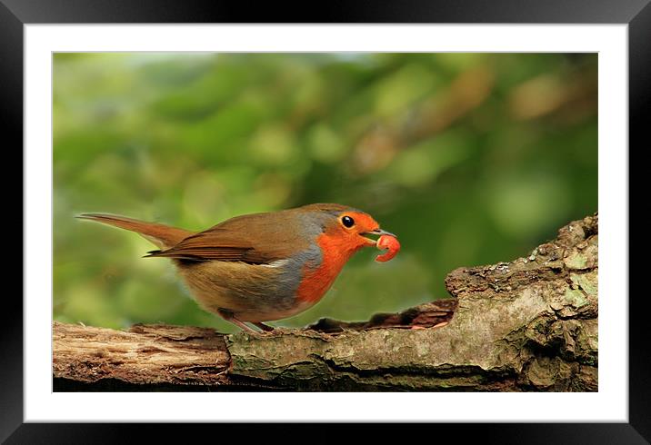 Hungry Robin Framed Mounted Print by Debbie Metcalfe