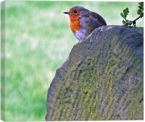 Robin Canvas Print by TERENCE O'NEILL
