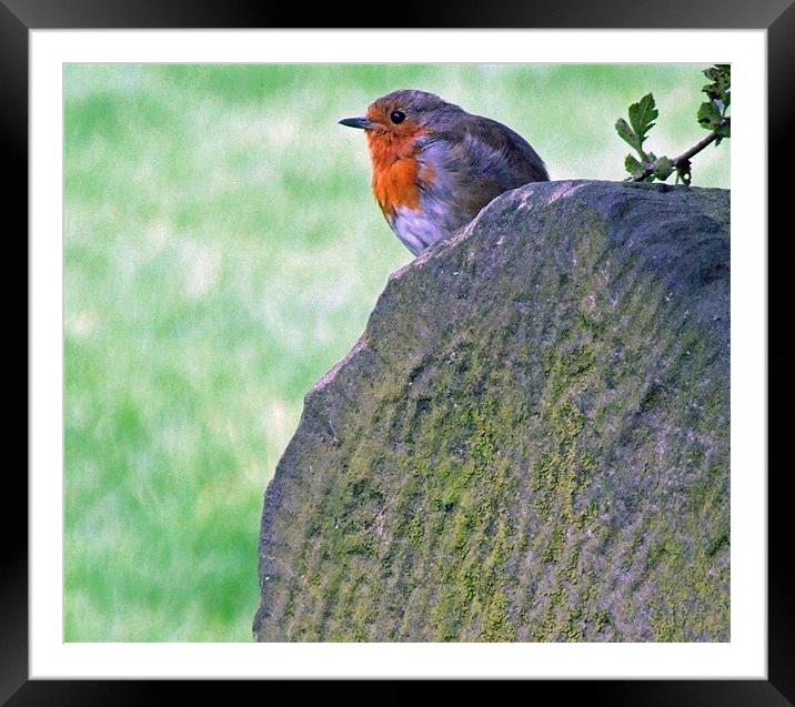 Robin Framed Mounted Print by TERENCE O'NEILL