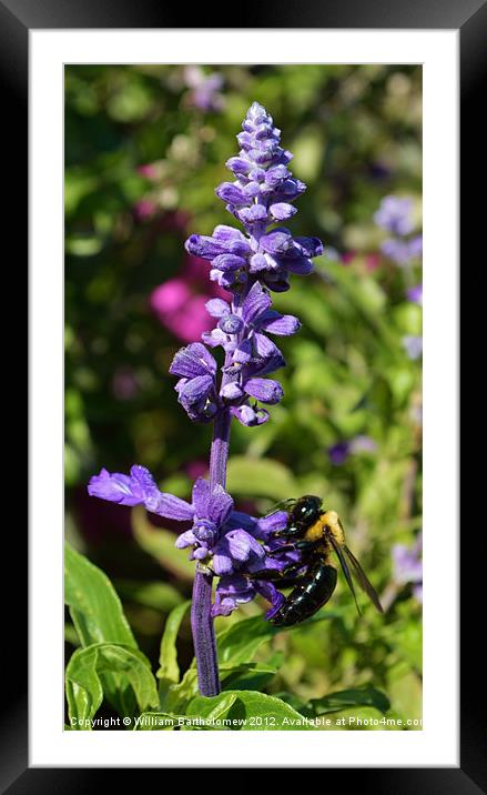 Busy Bee Framed Mounted Print by Beach Bum Pics