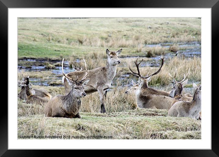 Wild Deer Framed Mounted Print by John Bridgewood