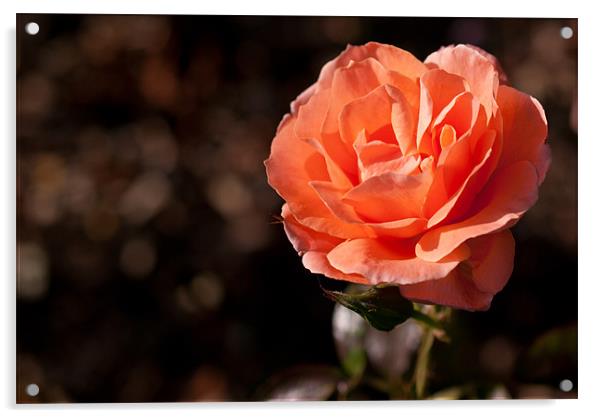 Peach Rose Acrylic by Gemma Davis