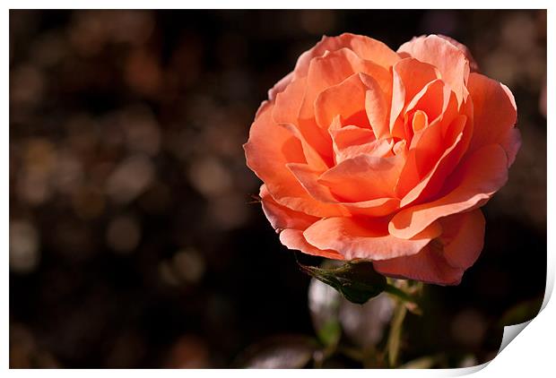 Peach Rose Print by Gemma Davis