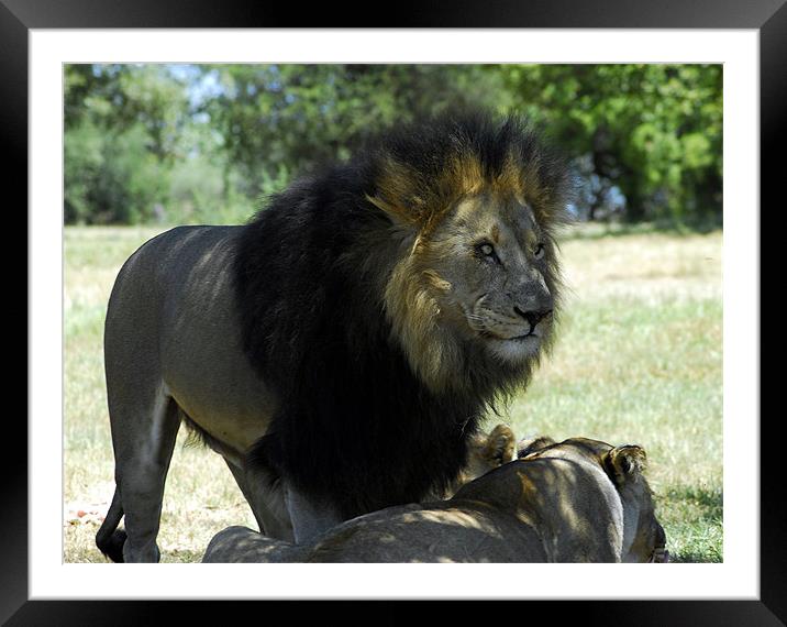 Lion staring  Framed Mounted Print by Lisa Shotton
