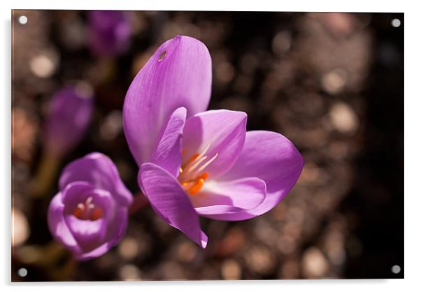 Purple Crocus Flower Acrylic by Gemma Davis