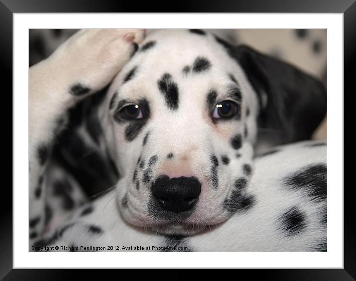 Bed time puppy(colour) Framed Mounted Print by Richard Penlington