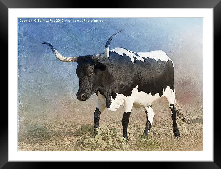 Texas Longhorn #4 Framed Mounted Print by Betty LaRue