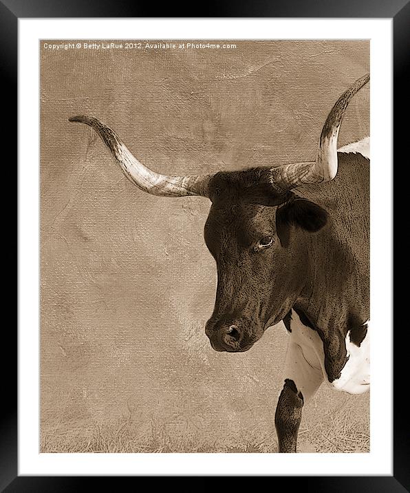 Texas Longhorn #5 Framed Mounted Print by Betty LaRue