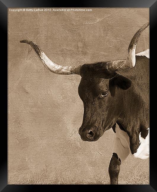 Texas Longhorn #5 Framed Print by Betty LaRue